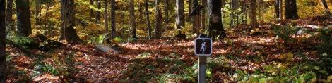US Forest Service works to improve national forest health, recreation